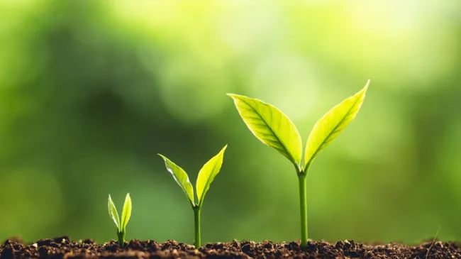 development latin america